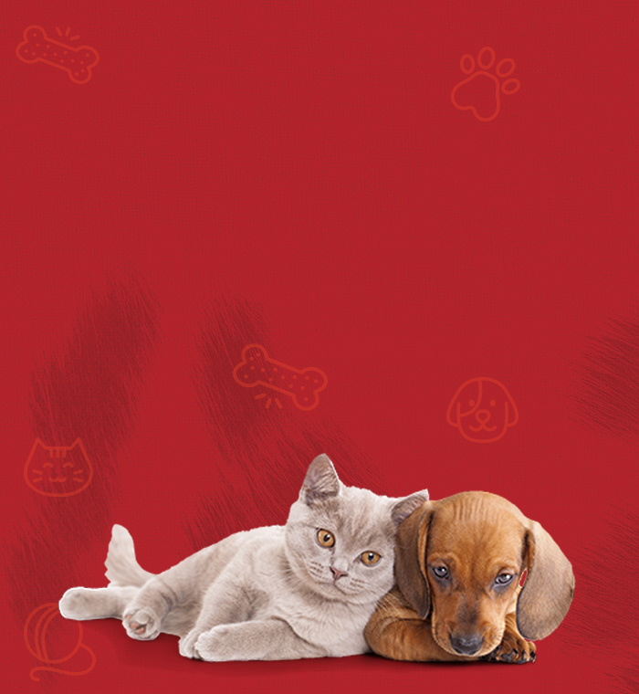 Passatempo Tempo de Aproveitar com o seu Cão ou Gato