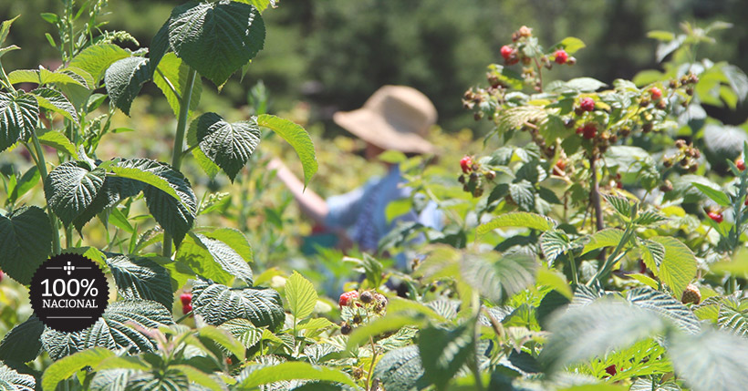 Frutos Silvestres Programa Origens