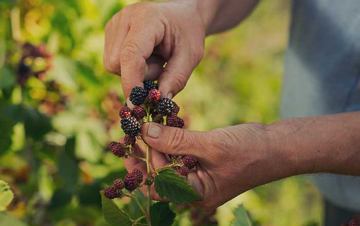 Escoljher frutos silvestres Program Origens Intermarché