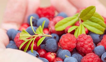 Imagem Frutos Silvestres