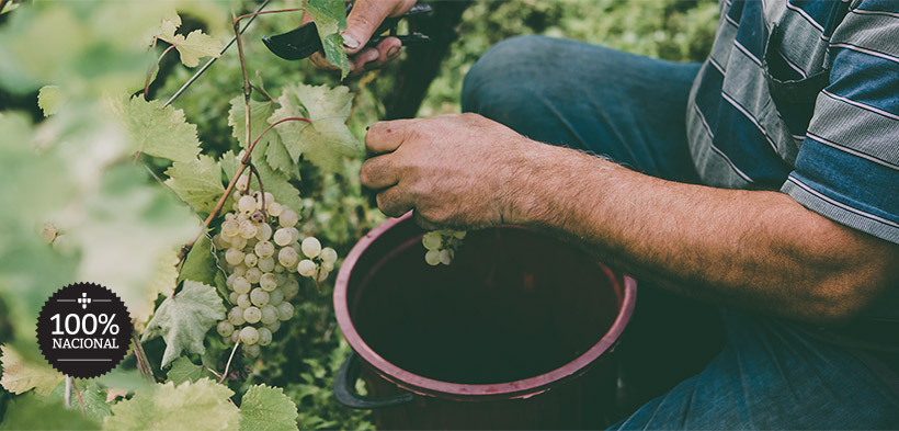 Uvas Programa Origens Intermarché