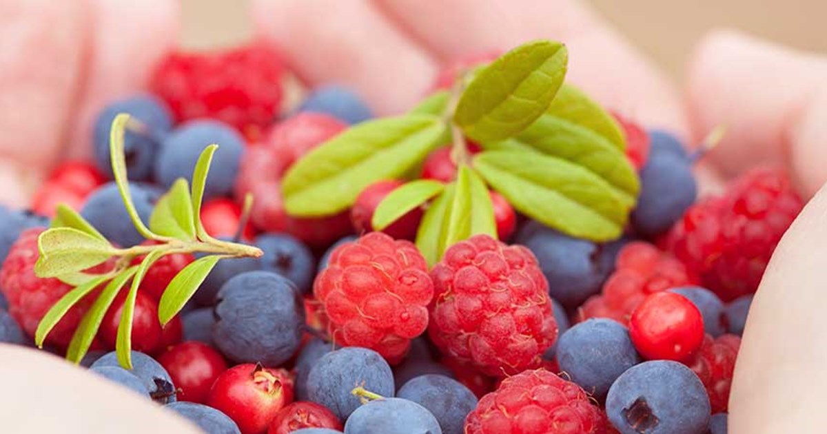 Frutos Silvestres, Programa Origens do Intermarché Frutos Silvestres, Programa Origens do Intermarché