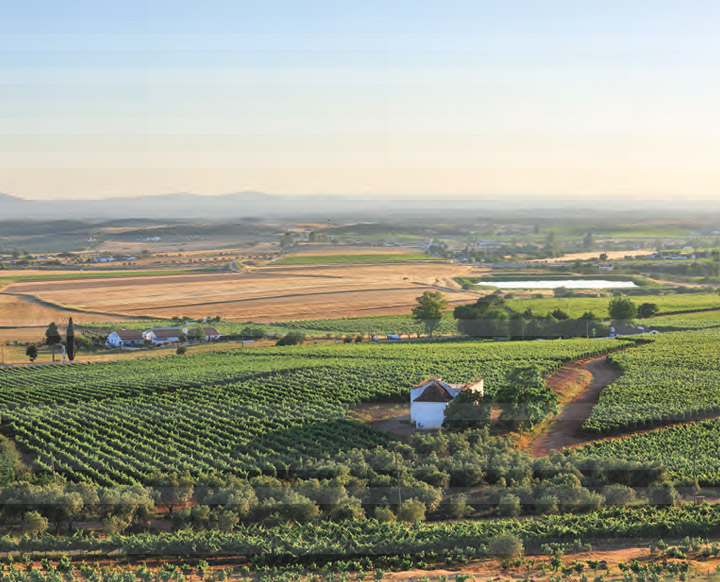 Selecção de Enófilos Doc Alentejo