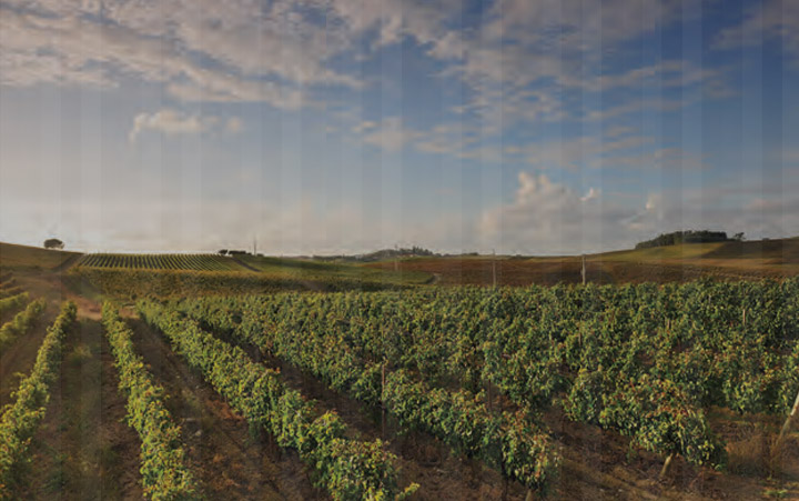 Selecção de Enófilos Doc Bairrada