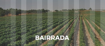 Bairrada