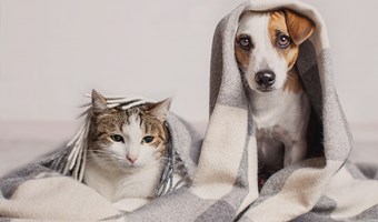Imagem Como proteger o melhor amigo do frio