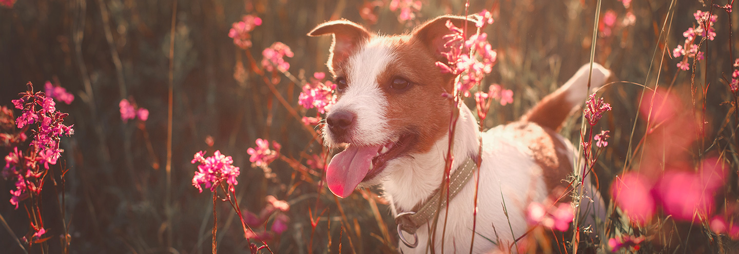 Imagem Primavera nos animais