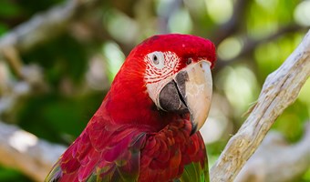 Imagem Animais exoticos