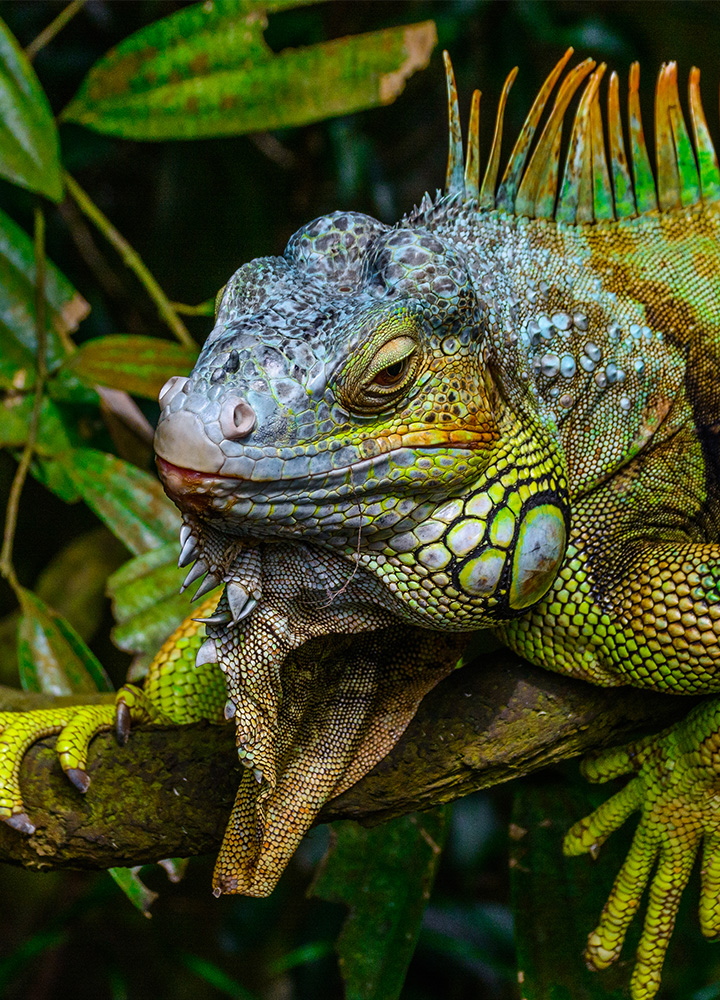 Animal Exótico Iguana