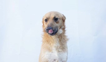 Imagem Zucky