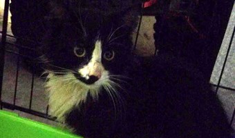 Imagem Chaplin