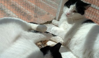 Imagem Chanty & Carlota
