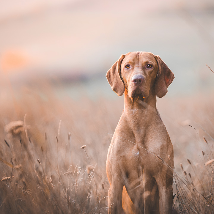 Raça canina