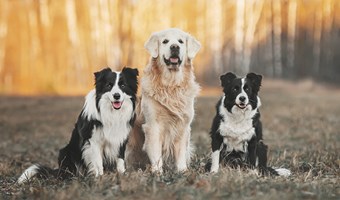 Imagem A raca canina uma questao cultural