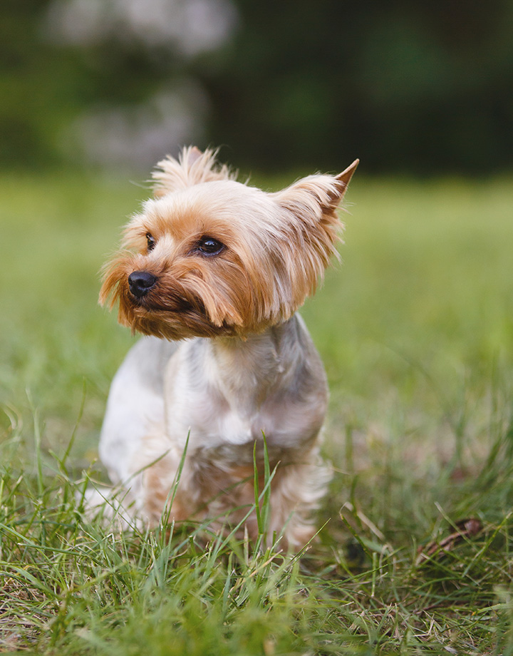 Tosquiar ou não tosquiar
