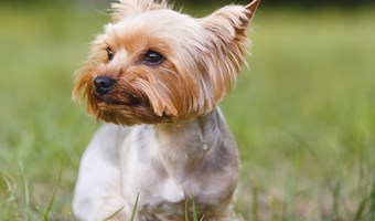 Imagem Tosquiar ou nao tosquiar