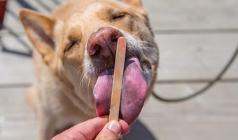 Imagem Alimentacao refrescante e canina