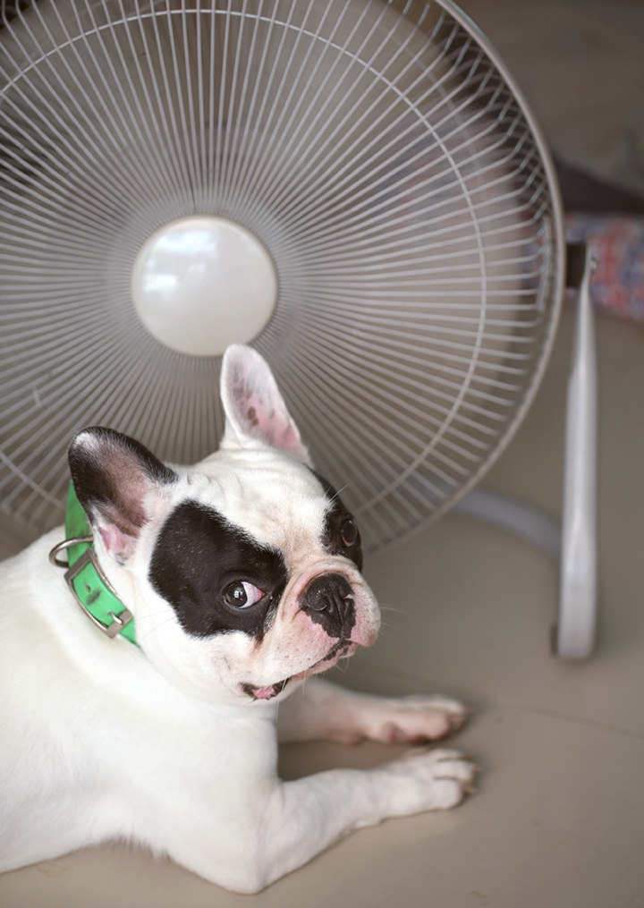 Cuidados a ter em dias de calor 