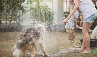 Imagem Cuidados a ter em dias de calor