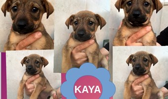 Imagem Kaya