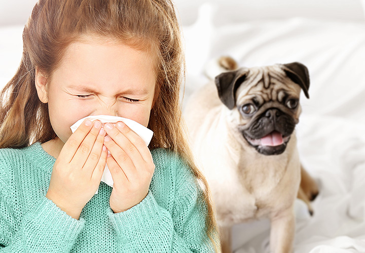 Alergia ao pêlo do cão? E agora? 