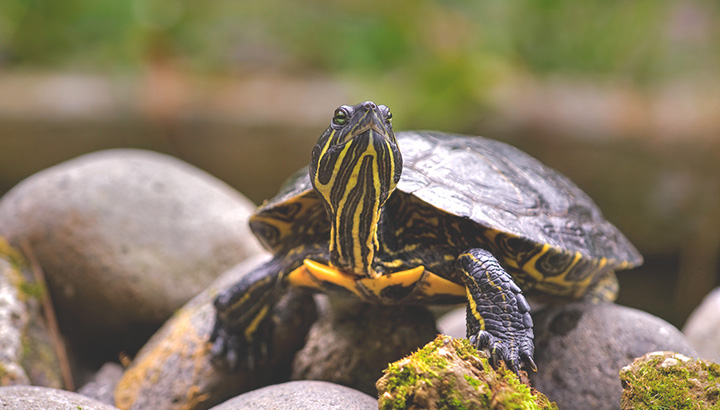 Tempo para brincar com o seu cão e gato