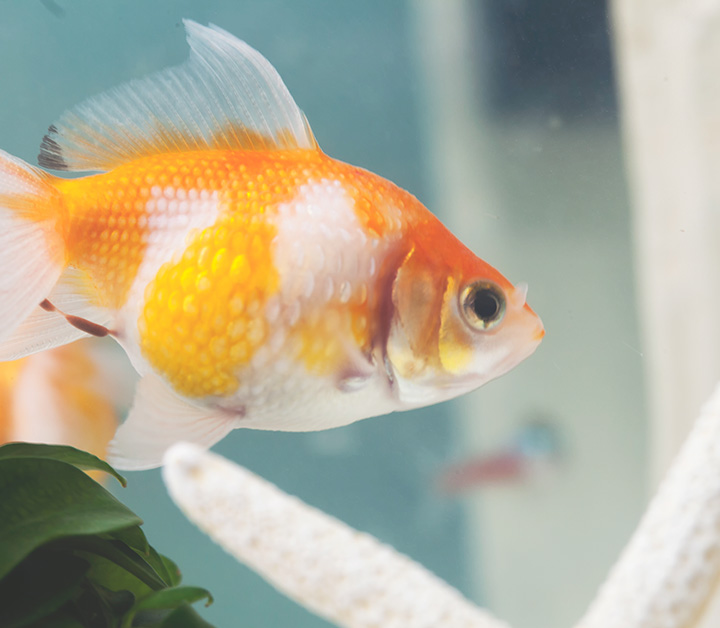 Tempo para brincar com o seu cão e gato