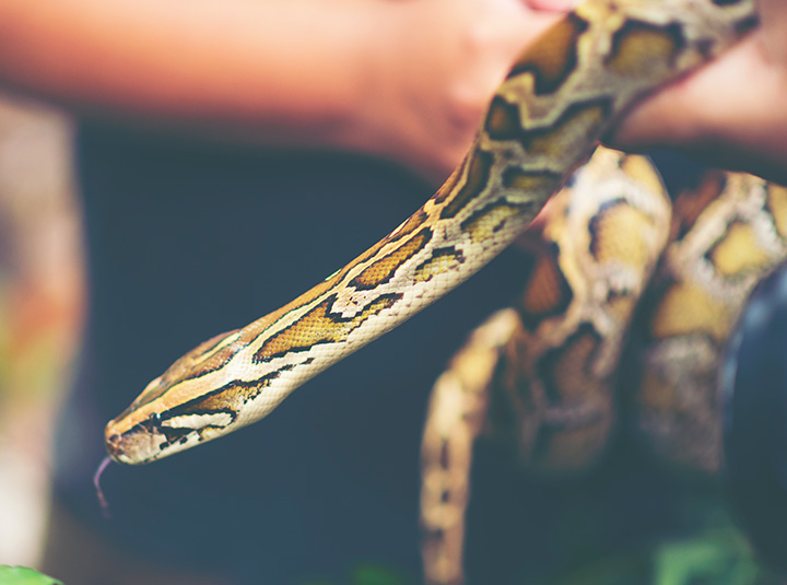 Tempo para brincar com o seu cão e gato