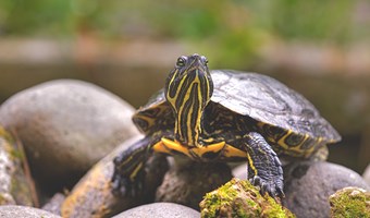 Imagem Caes gatos e muito mais