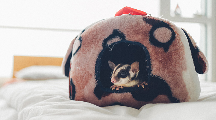 Tempo para brincar com o seu cão e gato