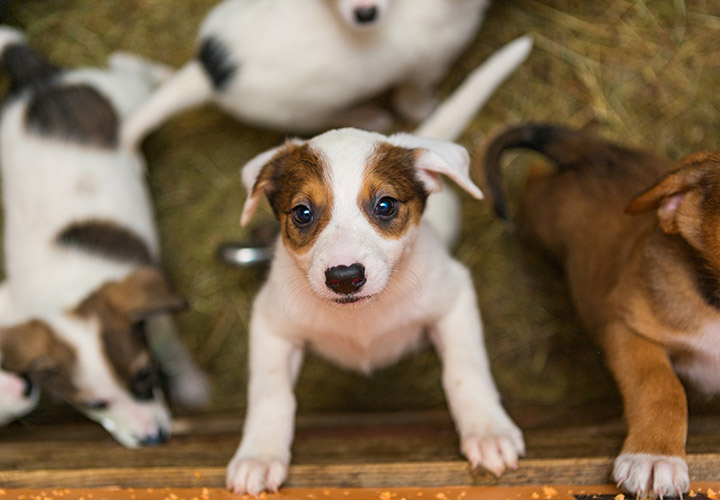 A adopção e o "click" entre tutor e animal