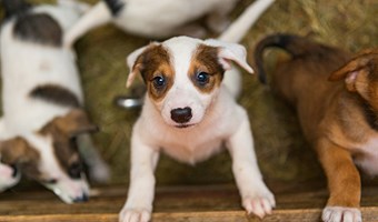 Imagem A adopcao e o click entre tutor e animal
