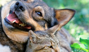 Imagem A procura de um amigo de quatro patas