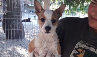Imagem Kali