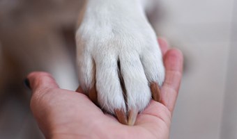 Imagem Da confianca a caofianca