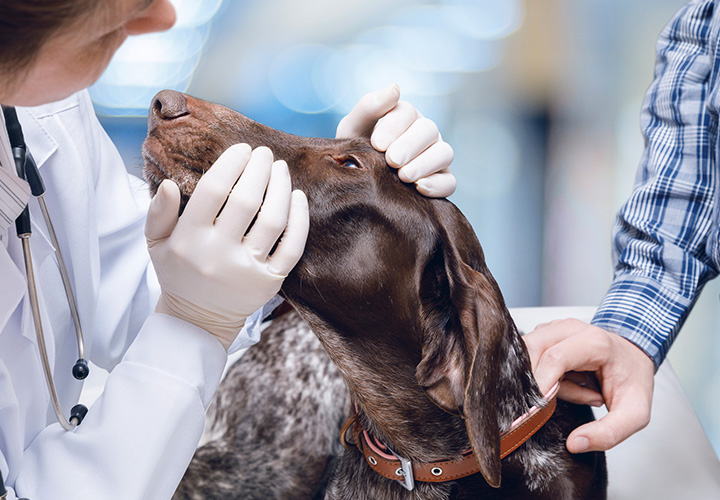 Imagem Lidar com a doenca do nosso melhor amigo