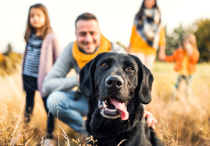 Regras para socializar com os cães