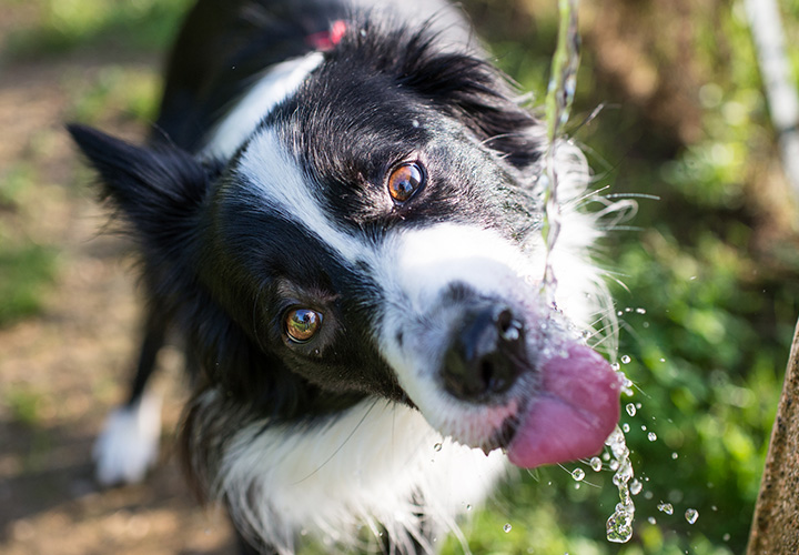 Regras para socializar com os cães