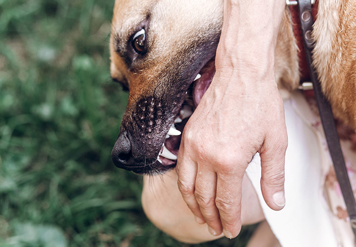 Regras para socializar com os cães