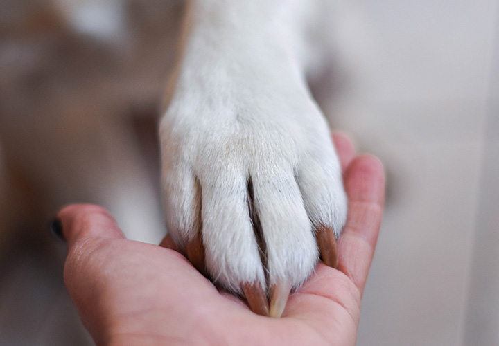 Regras para socializar com os cães