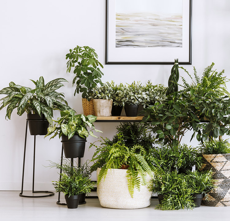 BANHOS DE ÁGUA MORNA