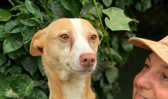 Imagem Candy