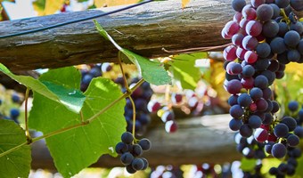 Imagem As diferencas de Vinhos Varietal e Vinhos de Lote