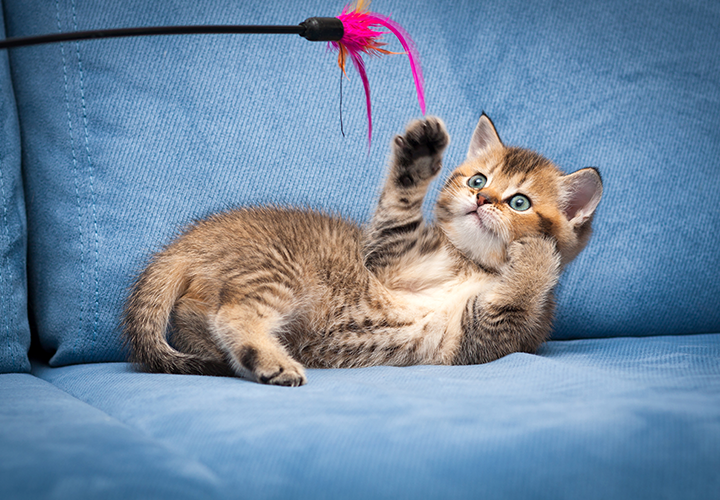 A Importância das brincadeiras para um gato doméstico