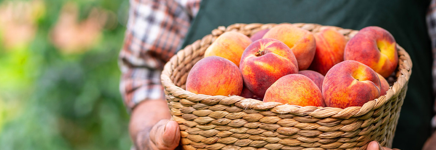 Imagem Pêssego – A colheita de Verão
