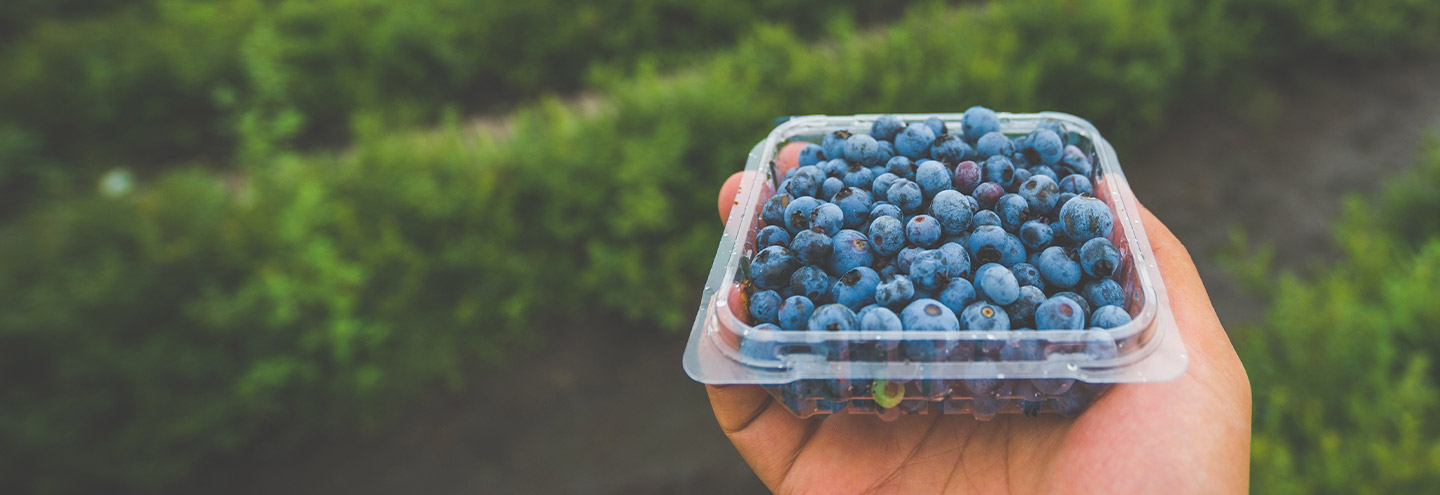Imagem Mirtilo - Pequenos Bagos, Grandes Beneficios