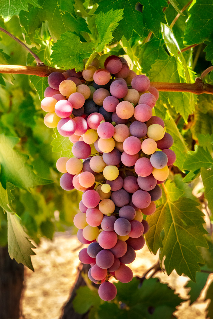 As uvas que dão cor ao vinho