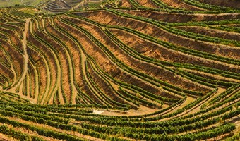 Imagem Afinal, o que é vinho verde?