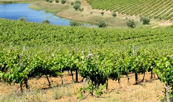 Imagem Os vinhos e as regiões portuguesas