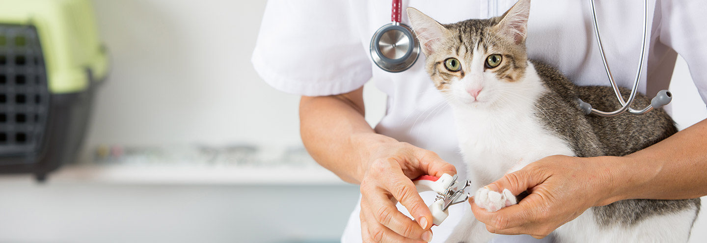 Imagem Ir ao veterinário, dar banho, tratar das unhas e dentes.
